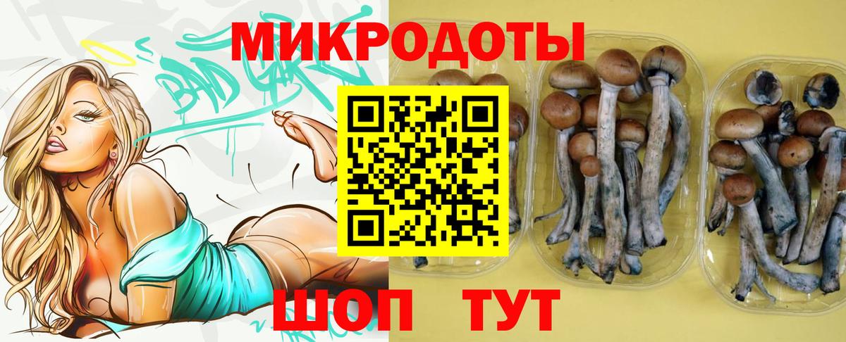 Псилоцибиновые грибы Psilocybe Стрежевой